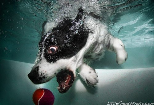 Cool Pictures of Dogs