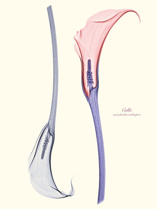 floral xrays 2 in Floral X Rays by Brendan Fitzpatrick