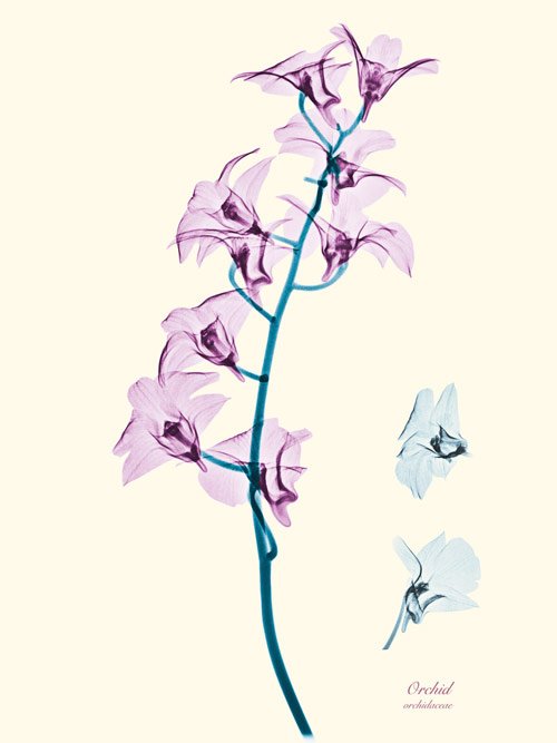 Floral X-Ray