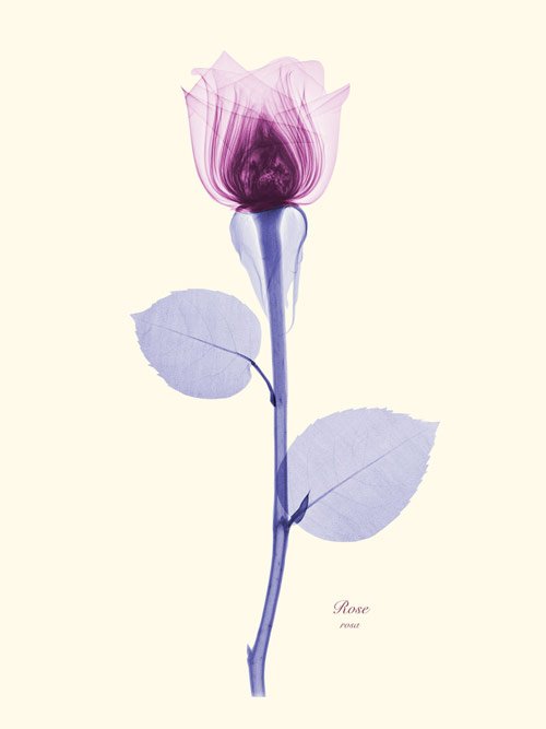 Floral X-Ray