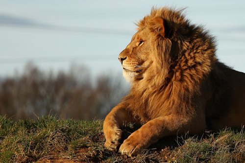 lion photography