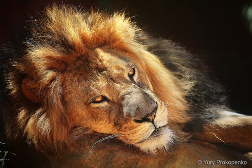 lion photography