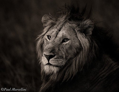 lion photography