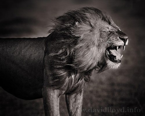 lion photography