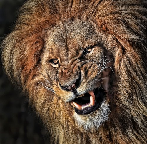 lion photography