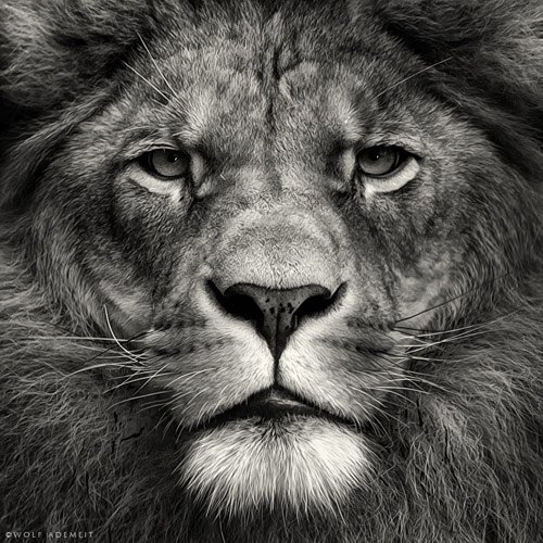 lion photography