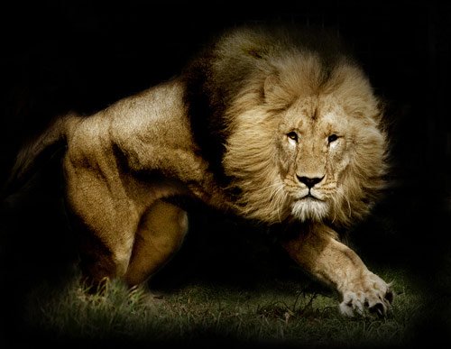 lion photography