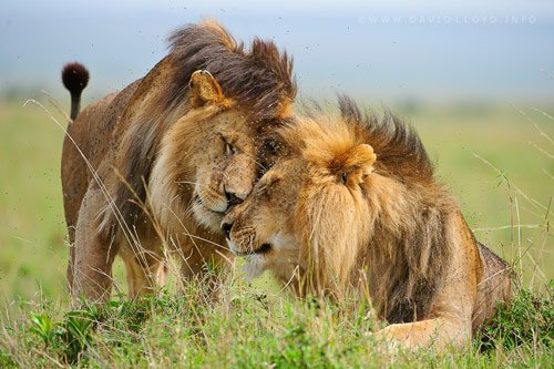 lion photography