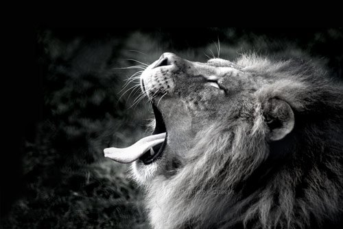 lion photography