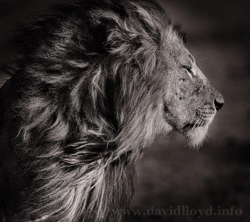 lion photography