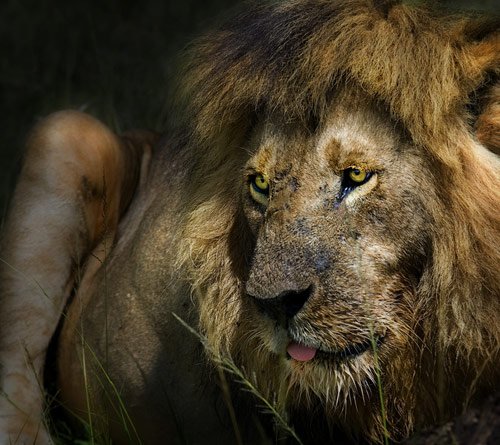 lion photography
