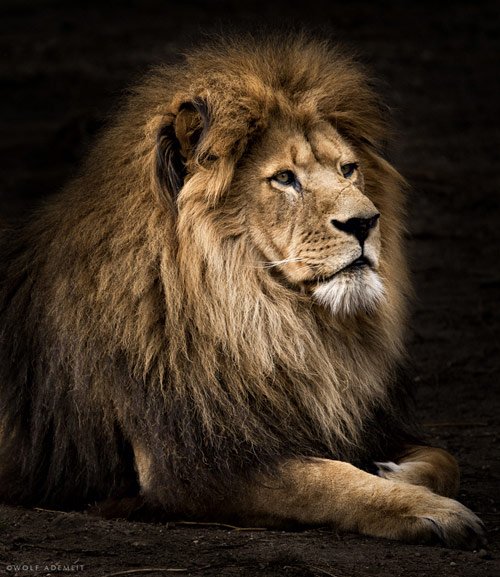 lion photography