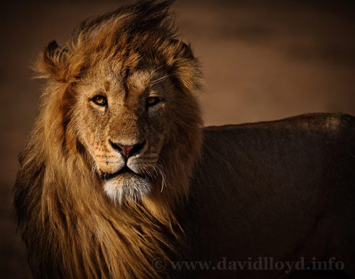 lion photography