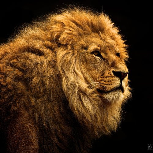 lion photography