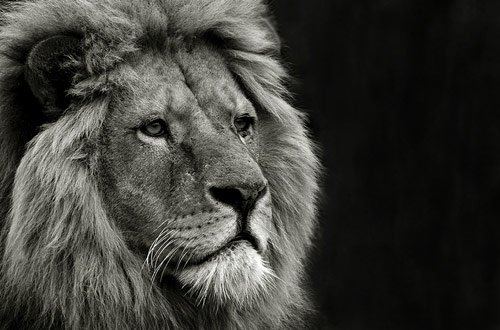 lion photography