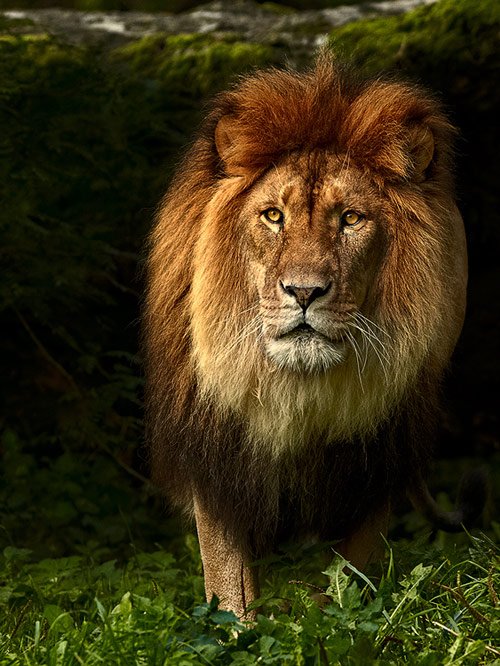lion photography