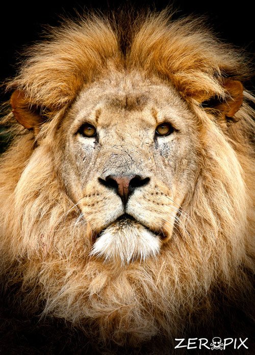 lion photography