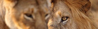 30 Fantastic Examples of Lion Photography