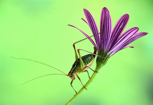 Flower Photography