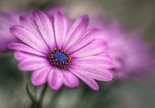 Flower Photography