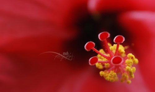 Flower Photography
