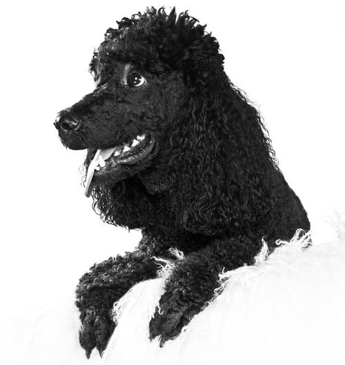 dog photography with white background