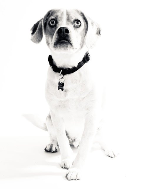 dog photography with white background