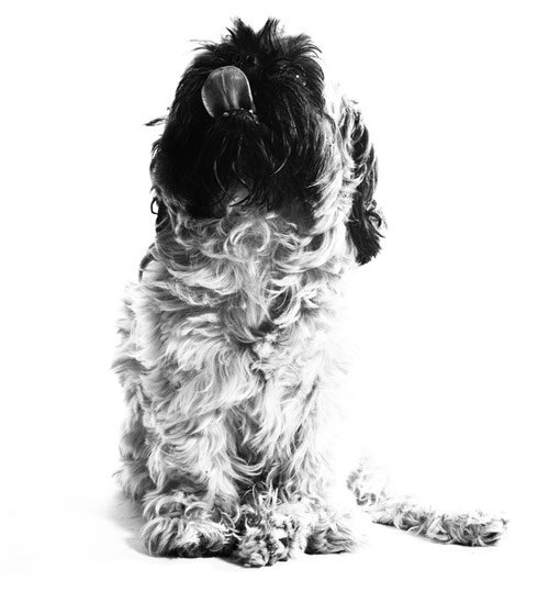 dog photography with white background