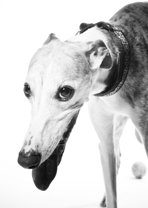 dog photography with white background