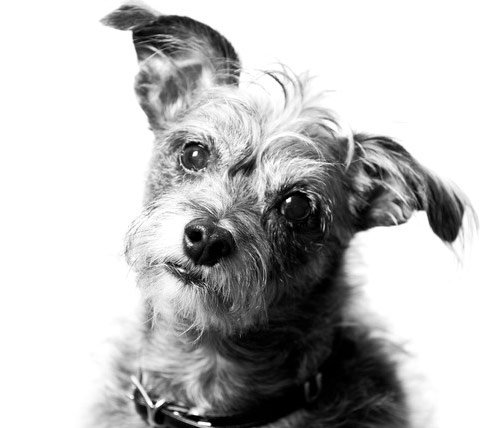 dog photography with white background