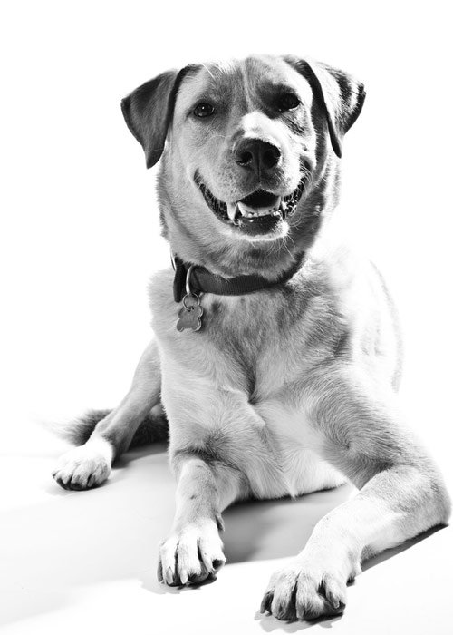 dog photography with white background