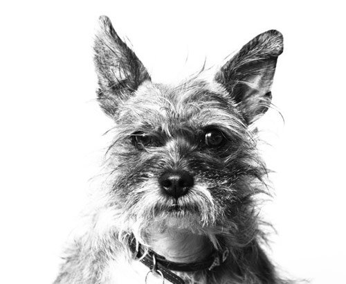 dog photography with white background