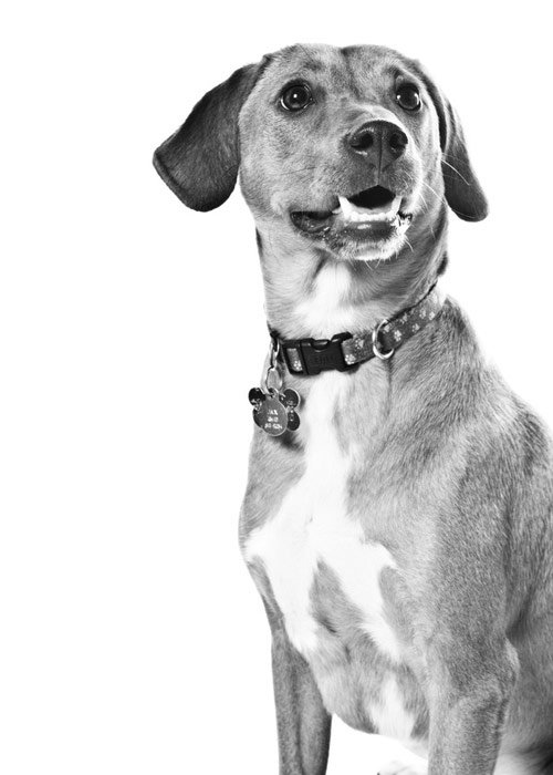 dog photography with white background
