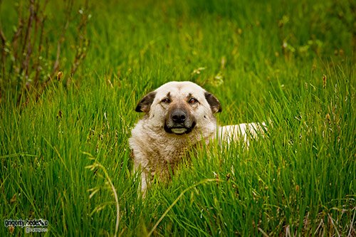 Cute Dog