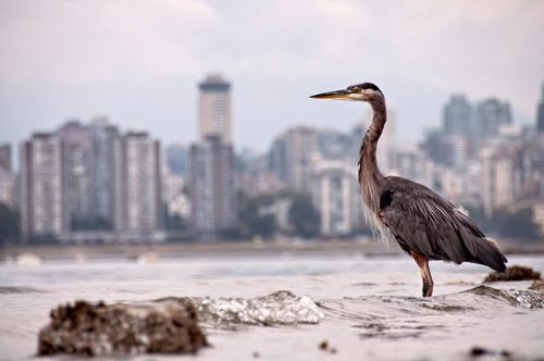 Guarding Vancouver