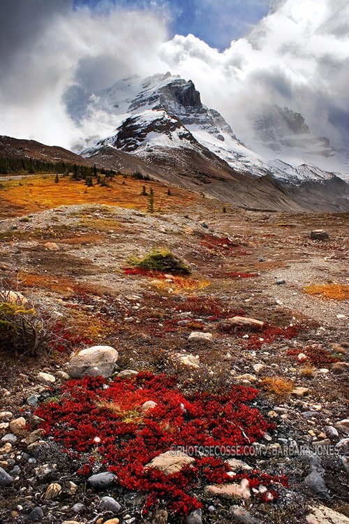Athabasca, Mountains. Icefields Parkway, Alberta, Canada