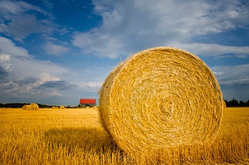 Wheat Field