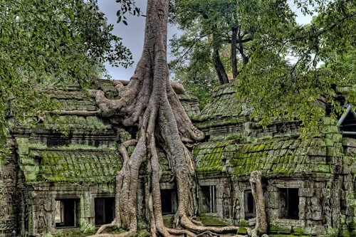 Old Growth Temple