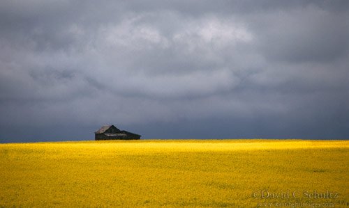 Canola Field