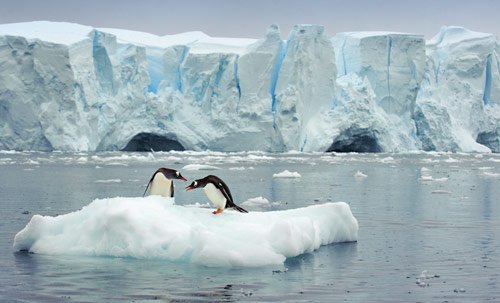 Have you seen here big fish? - antarctica pictures