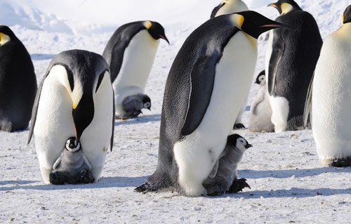 Emperor Penguin in antarctica pictures