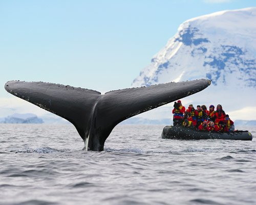 Humpback Whale Watching in antarctica pictures