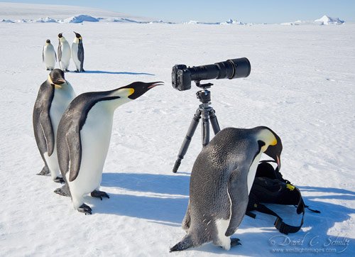 Polar Art Directors in antarctica pictures