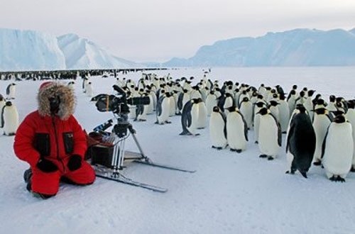 Penguins in Antarctica in antarctica pictures