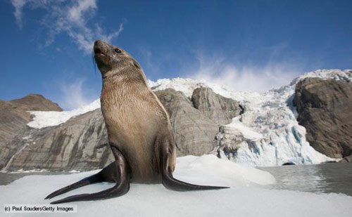 A fur seal in the snow in antarctica pictures