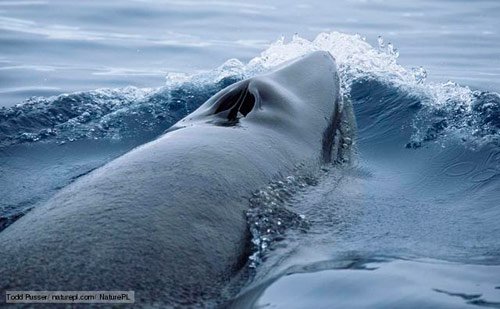 Antarctic minke whale surfacing in Antarctic waters - antarctica pictures