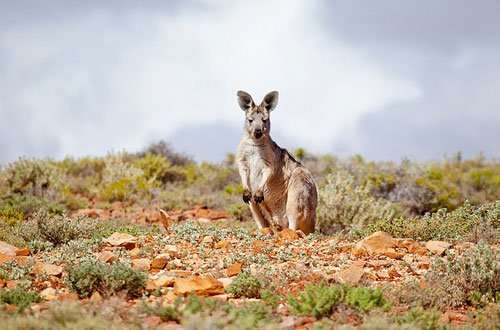 Kangaroo Australia