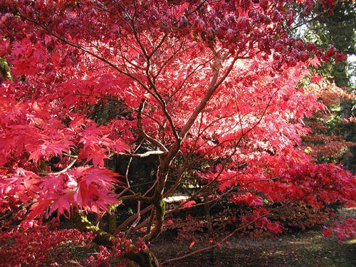 Autumn colours at Westonbirt