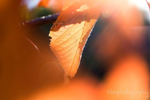 The autumn colors