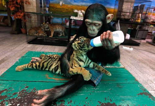 Monkey feeding Cub